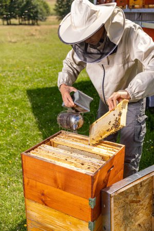 Téléchargez les photos : Apiculteur au travail : un apiculteur utilisant le fumeur d'abeilles pour extraire le cadre et contrôler le fonctionnement des abeilles - en image libre de droit