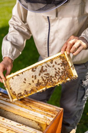 Téléchargez les photos : Apiculteur tenant un nid d'abeille plein d'abeilles. - en image libre de droit
