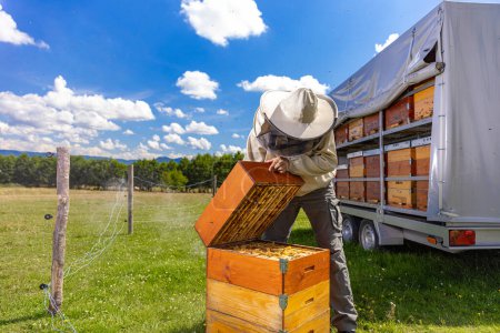 Téléchargez les photos : Fermier portant un costume d'abeille travaillant avec nid d'abeille dans le rucher. - en image libre de droit