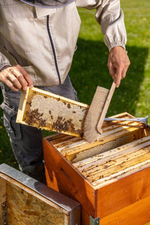 Téléchargez les photos : Cadre en nid d'abeille avec des abeilles tenues par l'apiculteur en vêtements de travail protecteurs pendant la récolte du miel dans le rucher - en image libre de droit