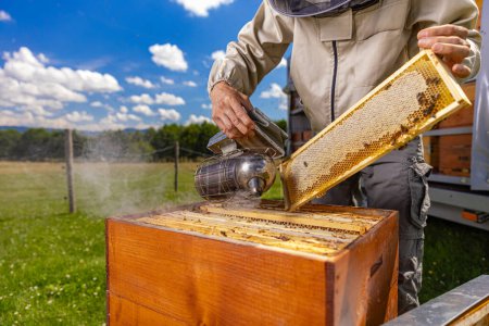 Téléchargez les photos : Apiculteur fumant des abeilles mellifères avec fumeur d'abeilles sur le rucher - en image libre de droit