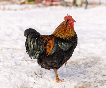Photo for Free range cock in the winter, rooster in the snow - Royalty Free Image