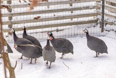 Photo for Group of guinea fowl in winter time, yard covered with snow - Royalty Free Image