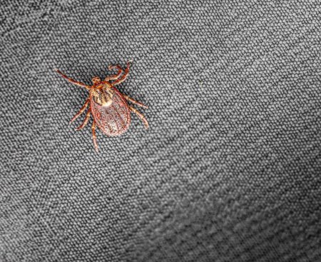 Photo for Macro shot of a tick on a detailed woven textile surface, showcasing intricate patterns - Royalty Free Image