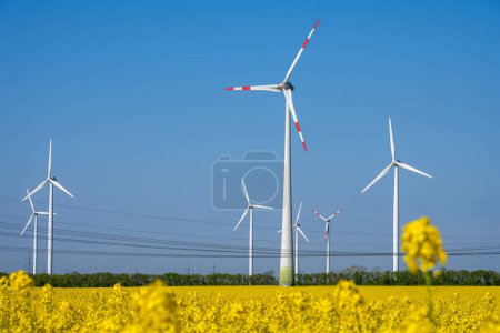 Photo for Wind turbines and power lines in a field of flowering rapeseed seen in Germany - Royalty Free Image