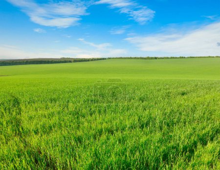 Photo for Wheat field and bright blue sky. - Royalty Free Image