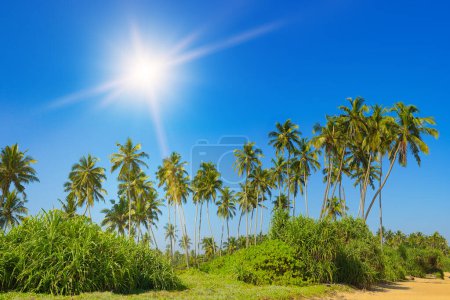 Téléchargez les photos : Bright sun, tall coconut palms on picturesque coast of ocean. - en image libre de droit