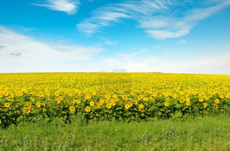 Téléchargez les photos : Tournesol jaune vif sur champ d'été et ciel bleu. - en image libre de droit