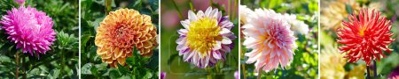 Foto de Wide background from blooming dahlia, aster and chrysanthemum. Flower composition. - Imagen libre de derechos