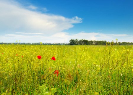 Photo for Poppies on green field - Royalty Free Image