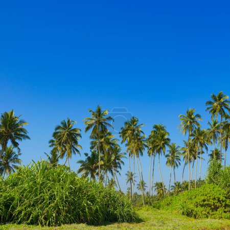 Téléchargez les photos : Tall coconut palms on picturesque coast of ocean. - en image libre de droit