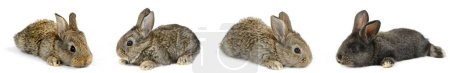 Foto de Collection of little rabbits from different angles isolated on white background. - Imagen libre de derechos