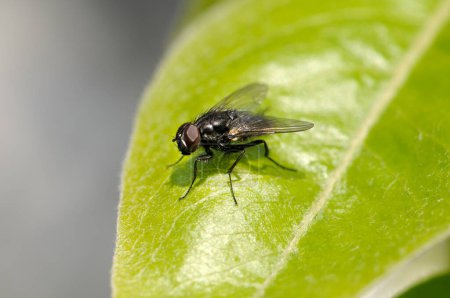 Téléchargez les photos : Grande mouche sur une feuille verte - en image libre de droit