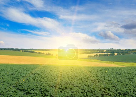 Téléchargez les photos : Aube sur champ avec jeunes pousses tournesol et blé - en image libre de droit