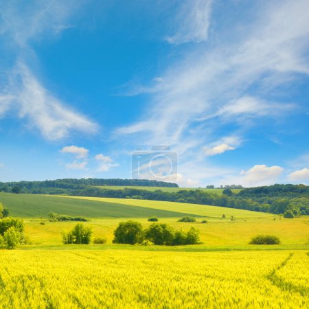 Photo for Golden wheat field and blue sky with cirrus clouds. - Royalty Free Image
