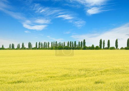 Photo for Golden wheat field and blue sky with cirrus clouds. - Royalty Free Image