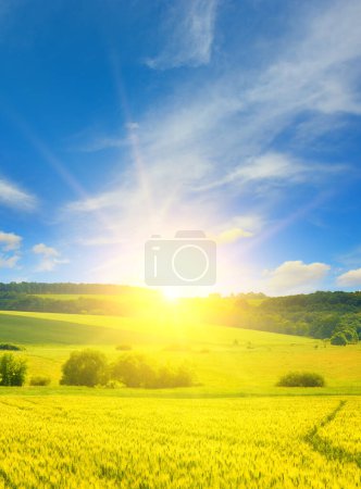 Téléchargez les photos : Beau lever de soleil sur un champ de blé - en image libre de droit