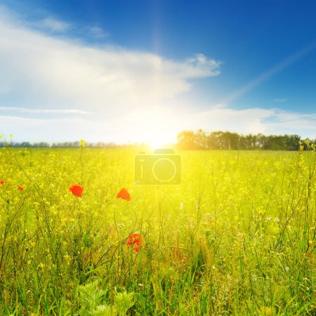 Photo for Poppies field in rays sun - Royalty Free Image