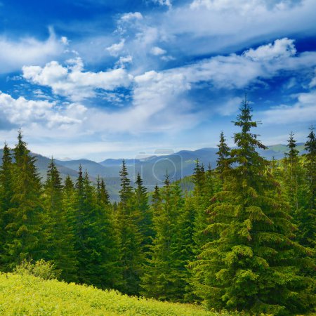 Photo for Beautiful pine trees on background high mountains. Carpathians - Royalty Free Image