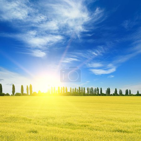 Téléchargez les photos : Beau lever de soleil sur un champ de blé - en image libre de droit