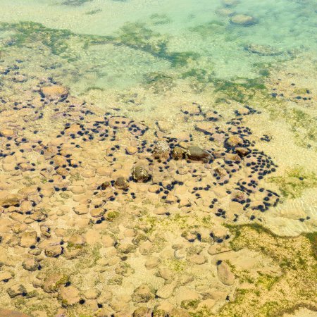 Téléchargez les photos : Sol sablonneux de l'océan avec oursins. - en image libre de droit