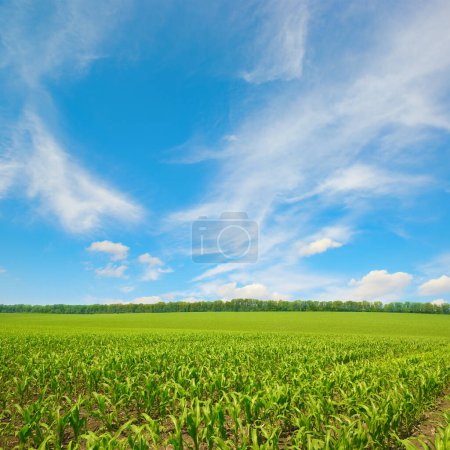 Téléchargez les photos : Champ de maïs lumineux et ciel bleu
. - en image libre de droit