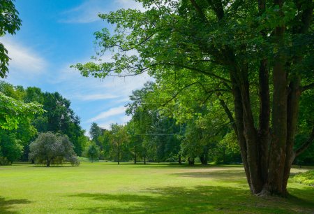 Photo for Beautiful meadow with green grass in large public park. - Royalty Free Image