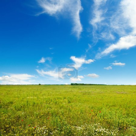 Foto de Hermosas flores en hierba verde y cielo azul. - Imagen libre de derechos