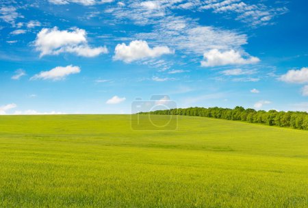 Foto de Verde prado de primavera y cielo azul - Imagen libre de derechos
