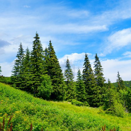 Foto de Hermosos pinos en el fondo altas montañas. Cárpatos - Imagen libre de derechos