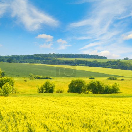 Téléchargez les photos : Champ de blé doré et ciel bleu avec des nuages cirrus. - en image libre de droit