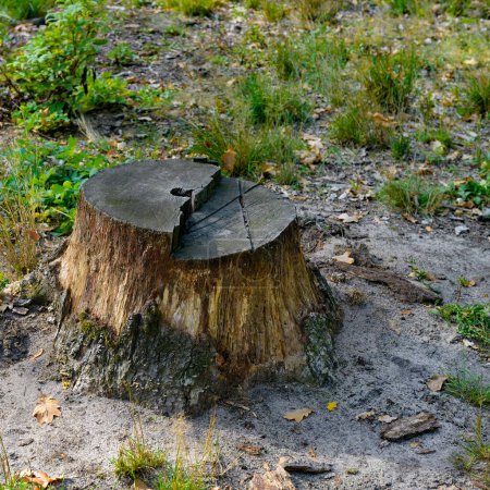 Téléchargez les photos : Stumps from cut down trees in the forest. - en image libre de droit
