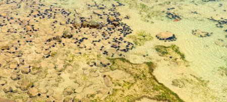 Foto de Suelo de arena oceánica con erizos de mar. - Imagen libre de derechos