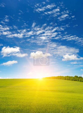 Foto de Dawn over green wheat field and bright blue sky. - Imagen libre de derechos