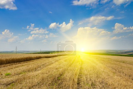 Photo for Stubble in a harvested wheat field and bright sun on horizon. - Royalty Free Image