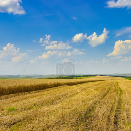 Photo for Stubble in harvested wheat field and blue sky. - Royalty Free Image