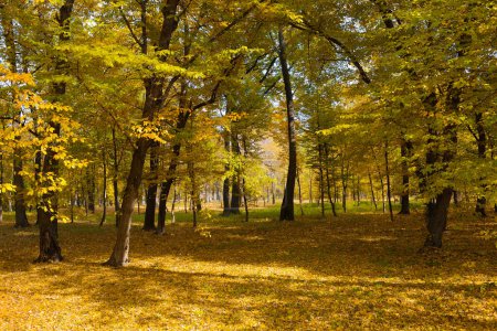 Téléchargez les photos : Lumineux parc d'automne éclairé par les rayons du soleil. - en image libre de droit