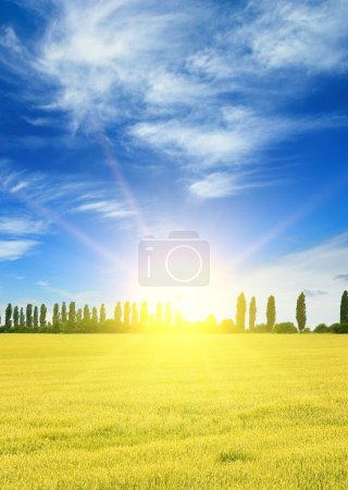 Foto de Hermoso amanecer sobre un campo de trigo - Imagen libre de derechos