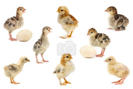 Photo for Big collection of chickens and turkeys isolated on white background. - Royalty Free Image
