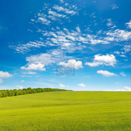 Téléchargez les photos : Prairie printanière verte et ciel bleu - en image libre de droit