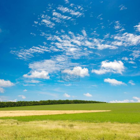 Téléchargez les photos : Champ printanier vert et ciel bleu avec nuages blancs
. - en image libre de droit
