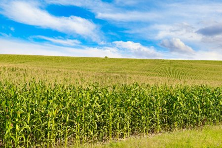 Campo de maíz brillante con espigas maduras maíz y cielo azul.