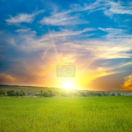 Téléchargez les photos : Beau lever de soleil sur un champ vert. Ciel bleu et nuages blancs. - en image libre de droit