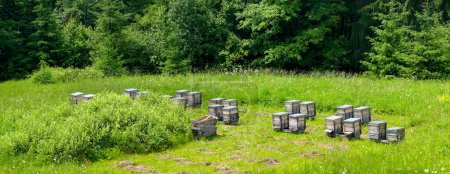 Téléchargez les photos : Apiaire dans la forêt. Ruches en bois pour les abeilles domestiques parmi l'herbe verte et les fleurs. - en image libre de droit