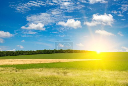 Téléchargez les photos : Coucher de soleil lumineux sur le champ de printemps vert - en image libre de droit
