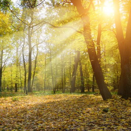 Téléchargez les photos : Rayons de soleil dans le parc d'automne - en image libre de droit