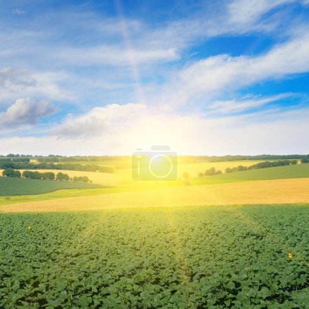 Photo for Dawn over field with young sprouts sunflower and wheat - Royalty Free Image