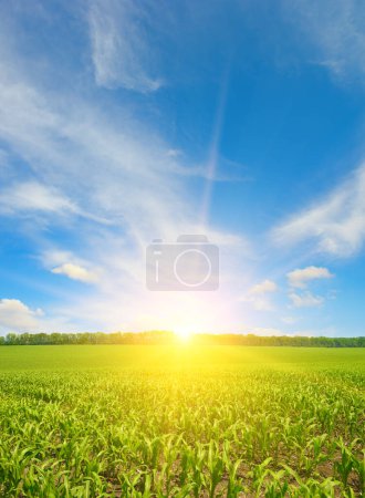 Téléchargez les photos : Lever de soleil sur le champ de maïs d'été. Contexte agricole - en image libre de droit