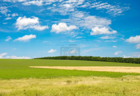 Téléchargez les photos : Champ printanier vert et ciel bleu avec nuages blancs
. - en image libre de droit