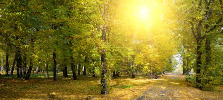 Téléchargez les photos : Paysage d'automne du parc d'automne avec sentier pédestre et soleil levant lumineux. - en image libre de droit